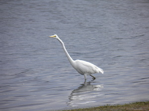 Front for Eastern Great Egret #17
