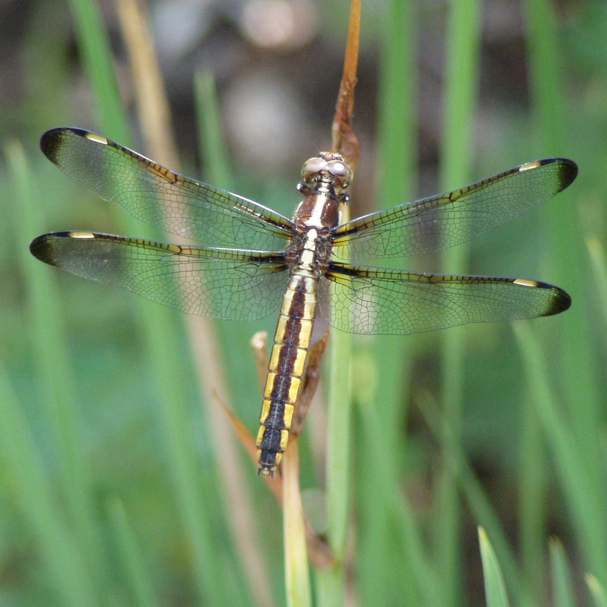 Public for Dragonfly