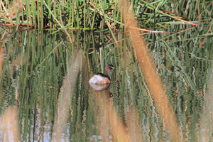Front for Australasian Grebe #22
