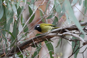 Front for White-eared Honeyeater #7
