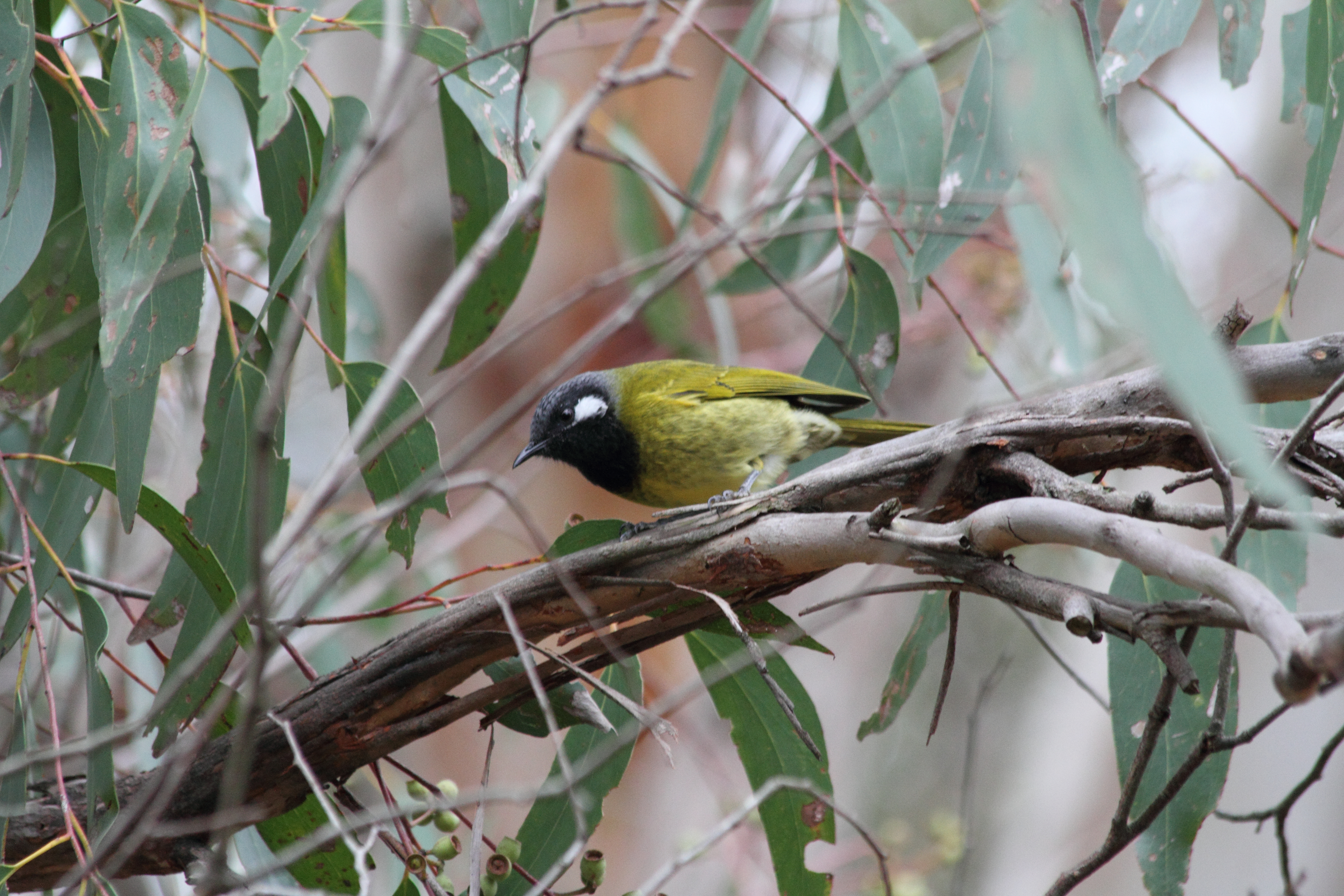 Public for White-eared Honeyeater #7