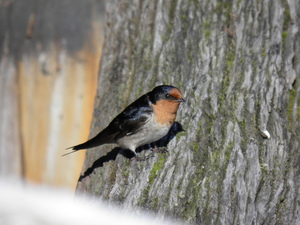 Front for Welcome Swallow #11