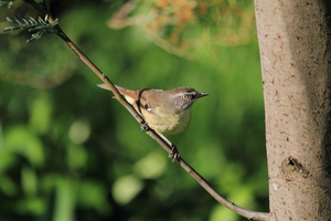 Front for White-browed Scrubwren #4