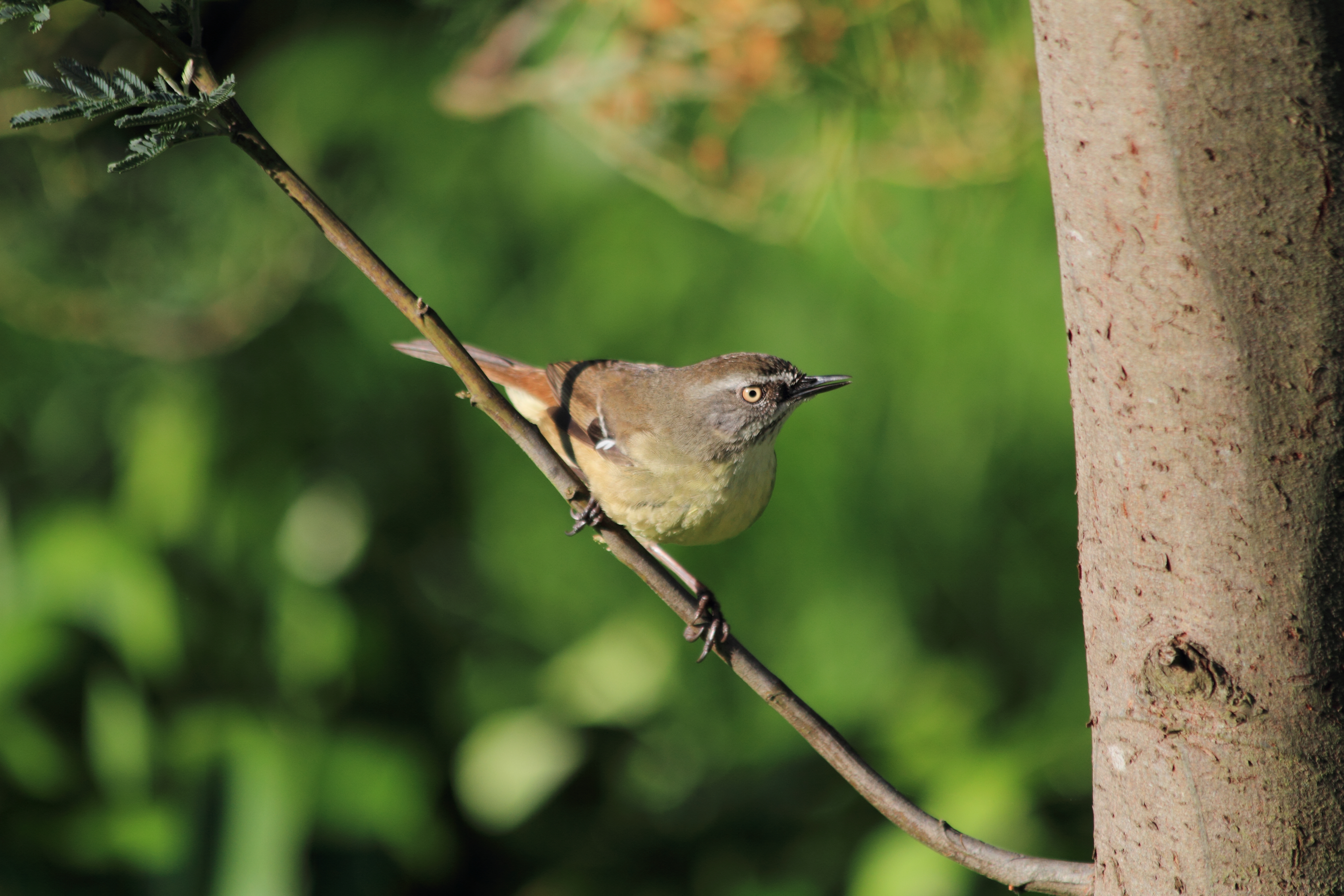 Public for White-browed Scrubwren #4