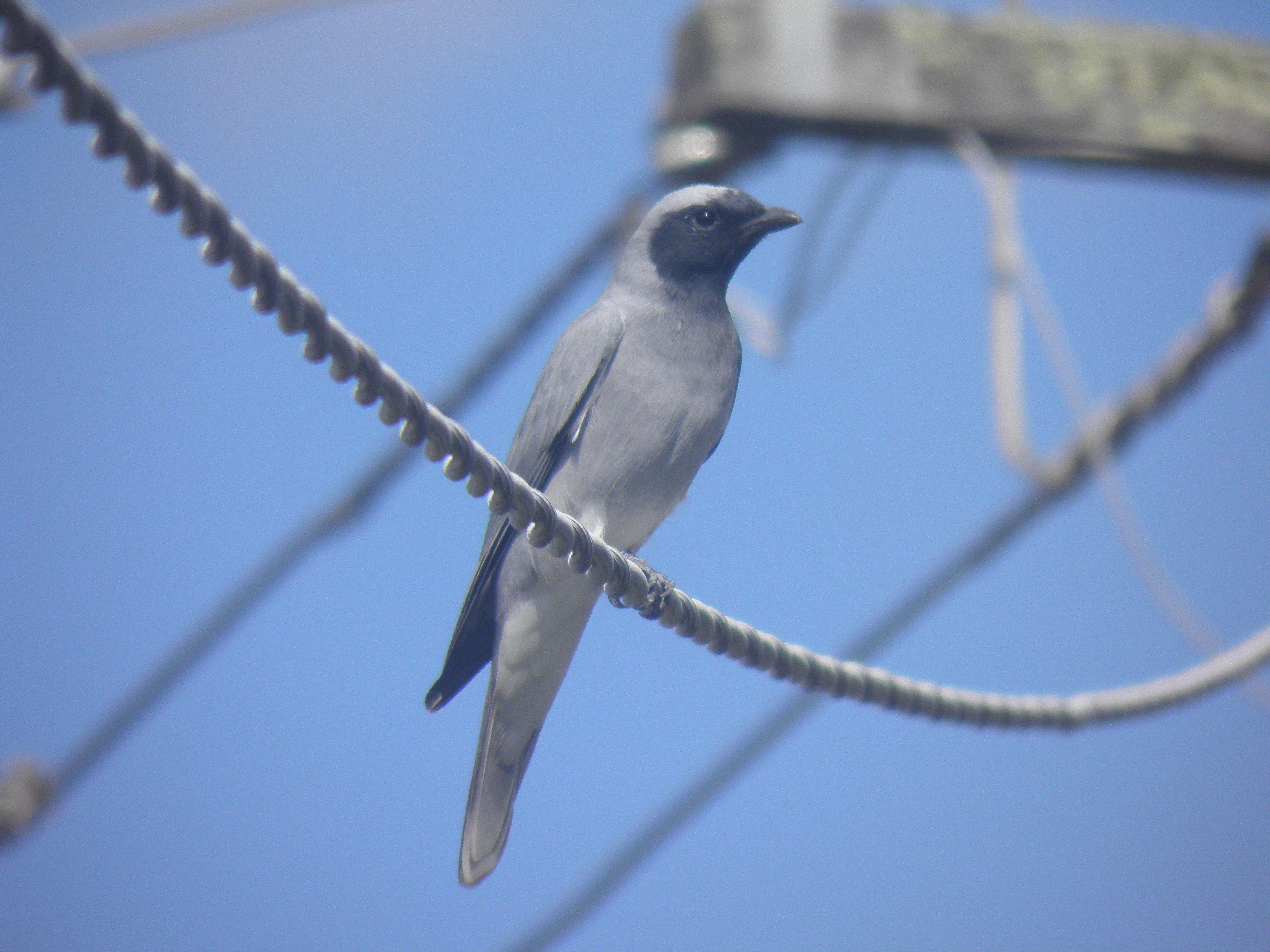 Public for Black-faced Cuckoo-shrike #13
