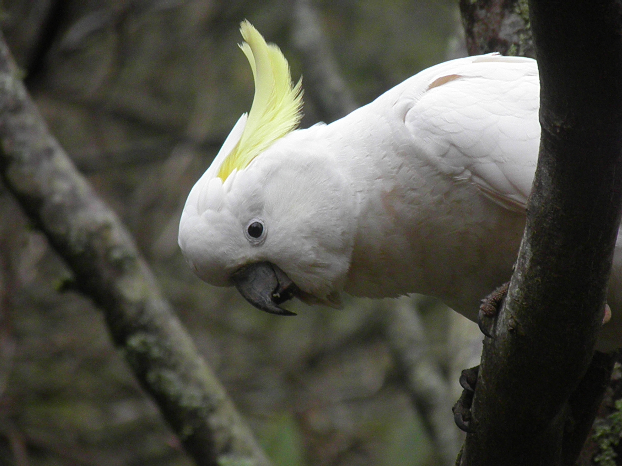 Front for Sulphur-crested Cockatoo #12