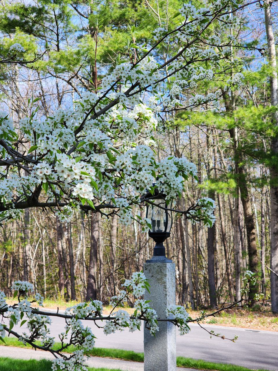 Front for blossoms