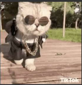 Front for Cool Cat