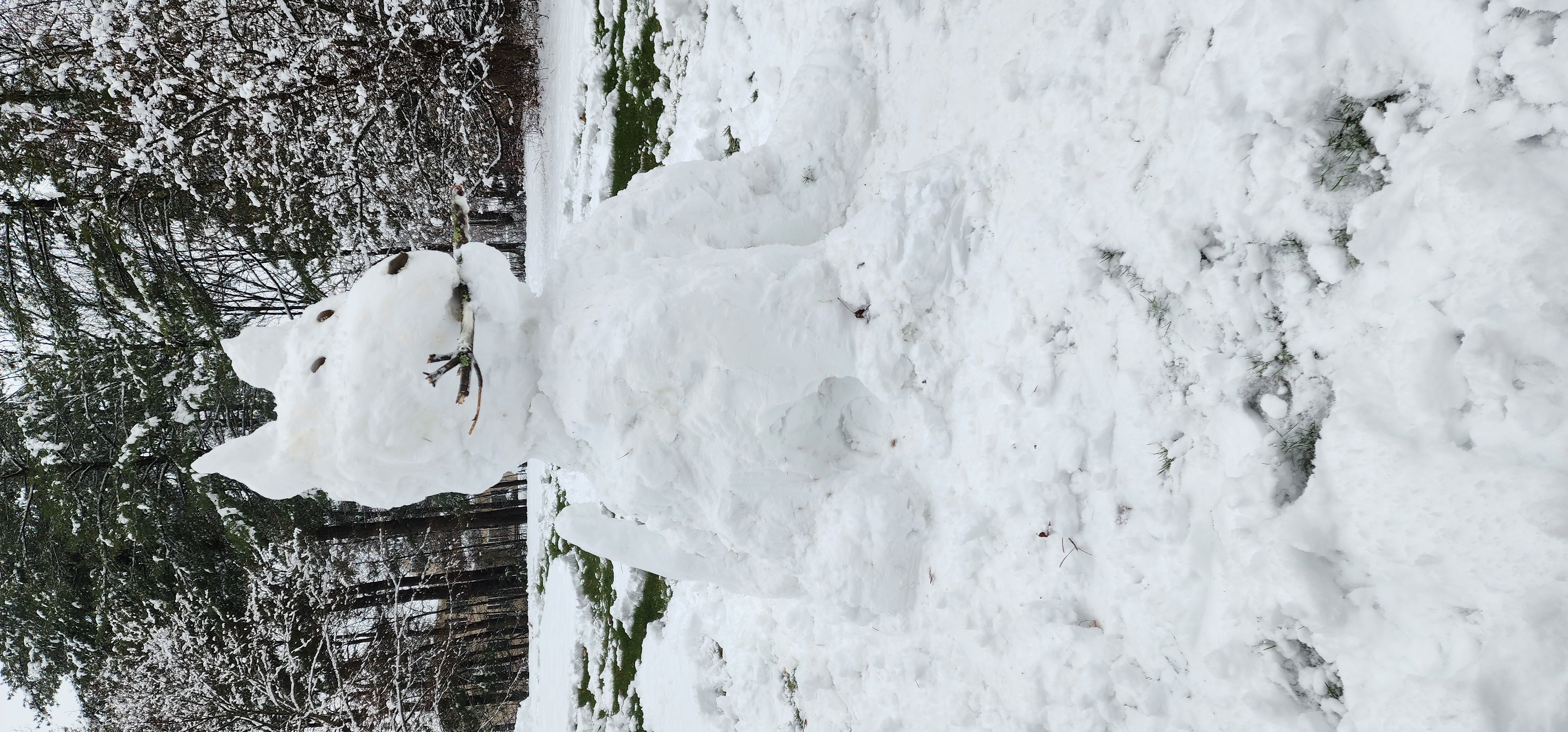 Public for Snow Dog