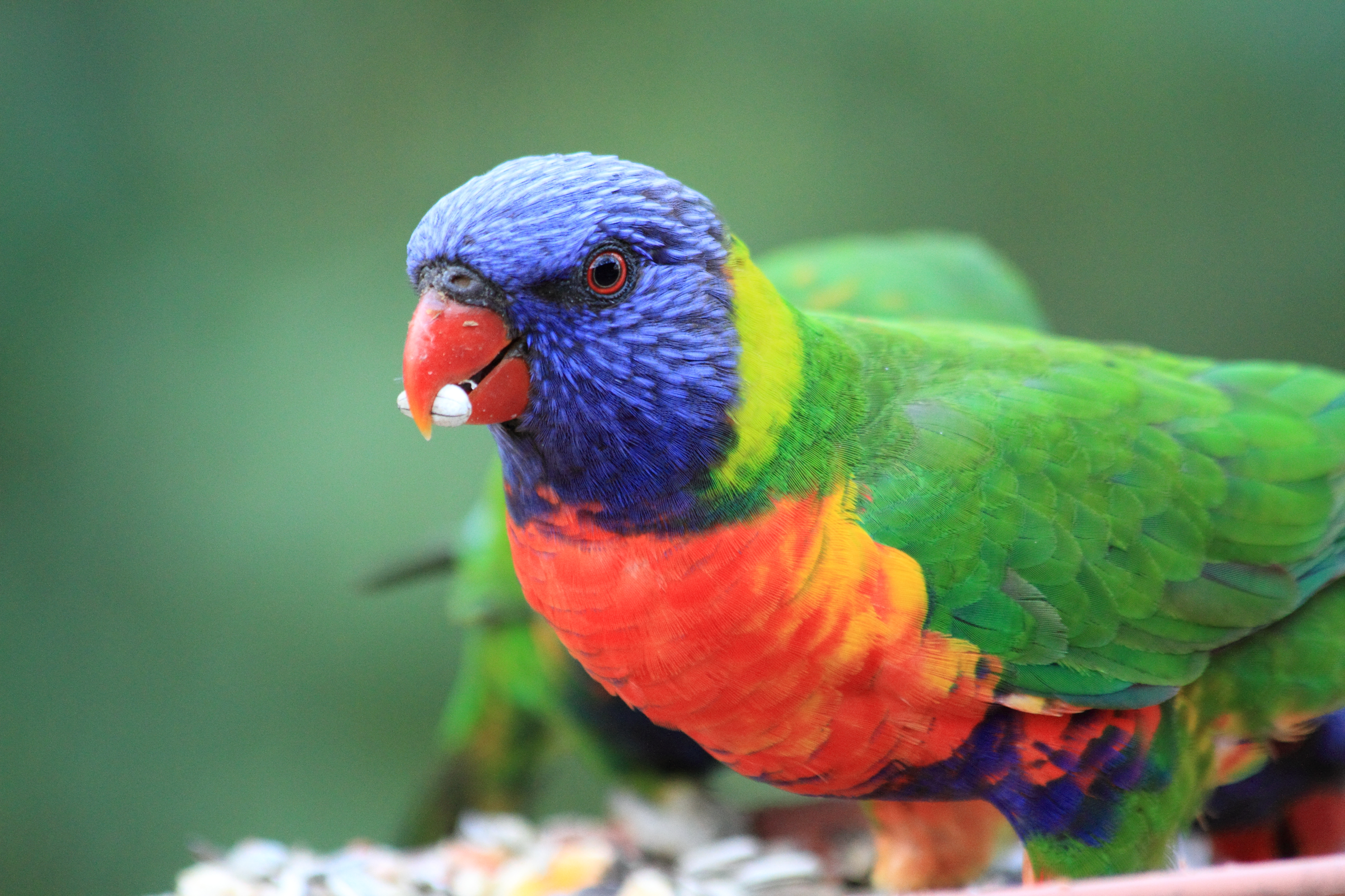 Public for Rainbow Lorikeet #3