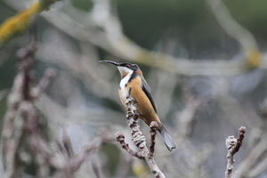 Front for Eastern Spinebill #2