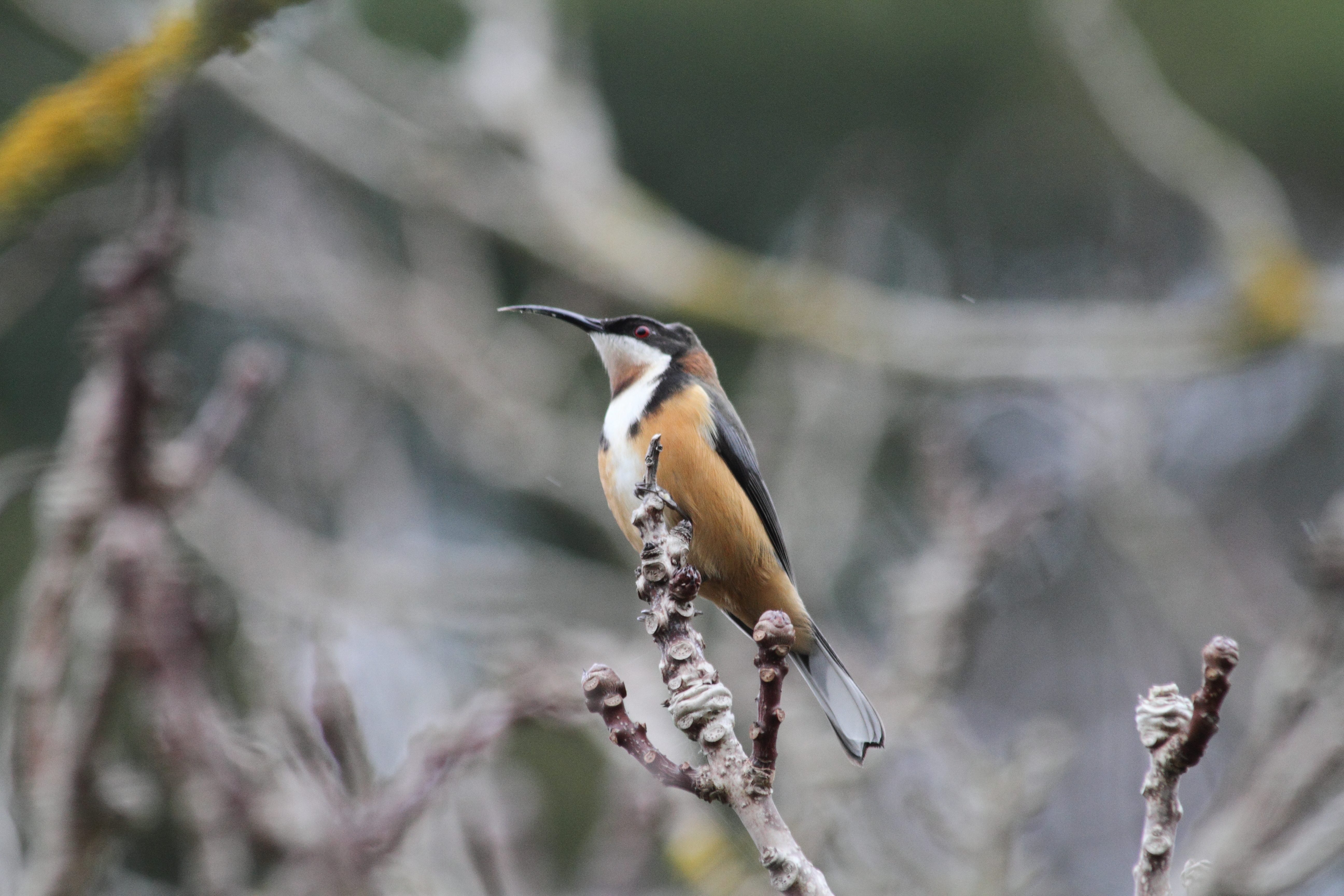 Public for Eastern Spinebill #2
