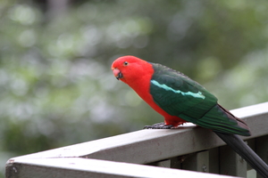 Front for King Parrot #6