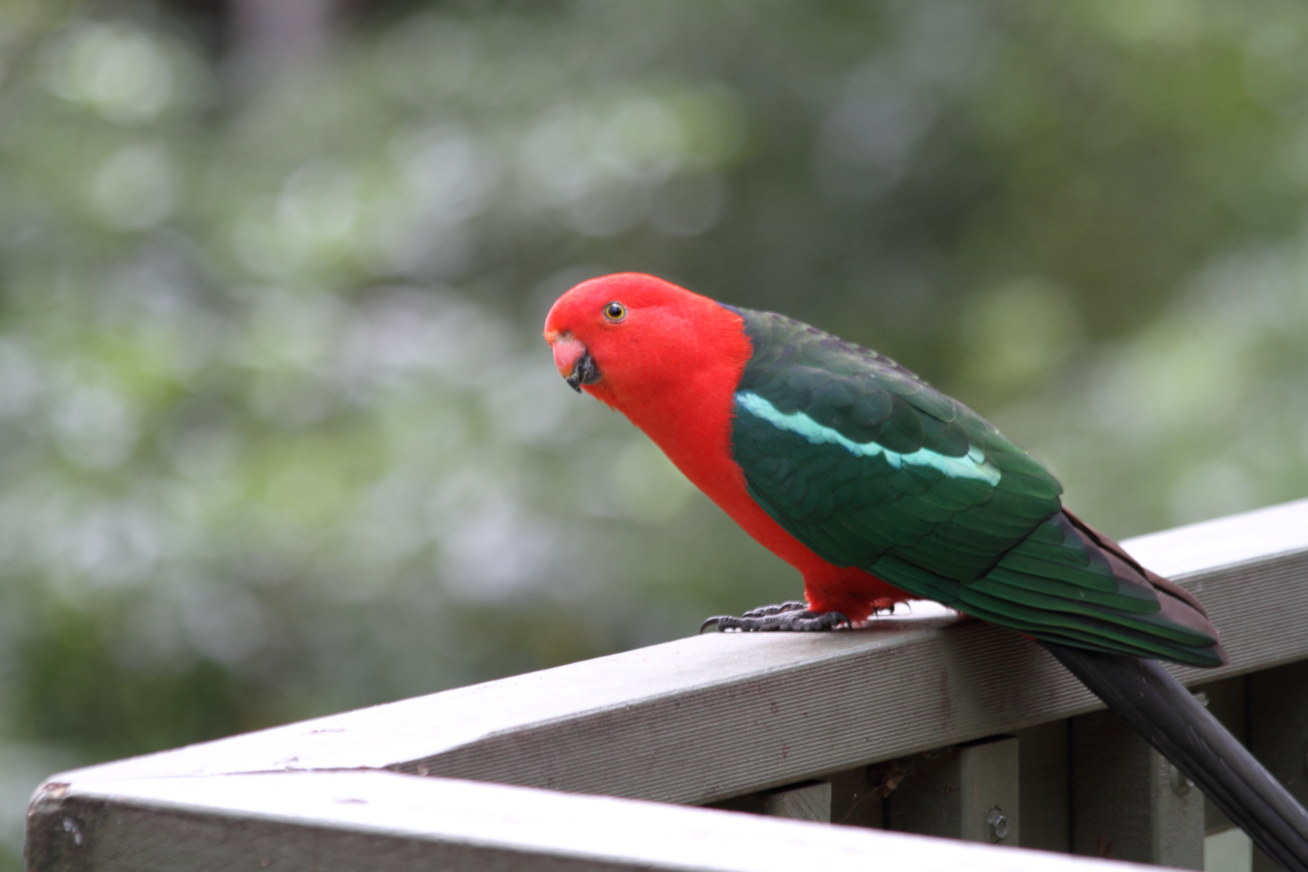 Public for King Parrot #6