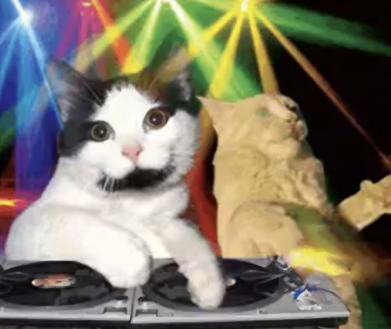 Cover image for Cats