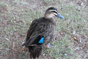 Front for Pacific Black Duck #21