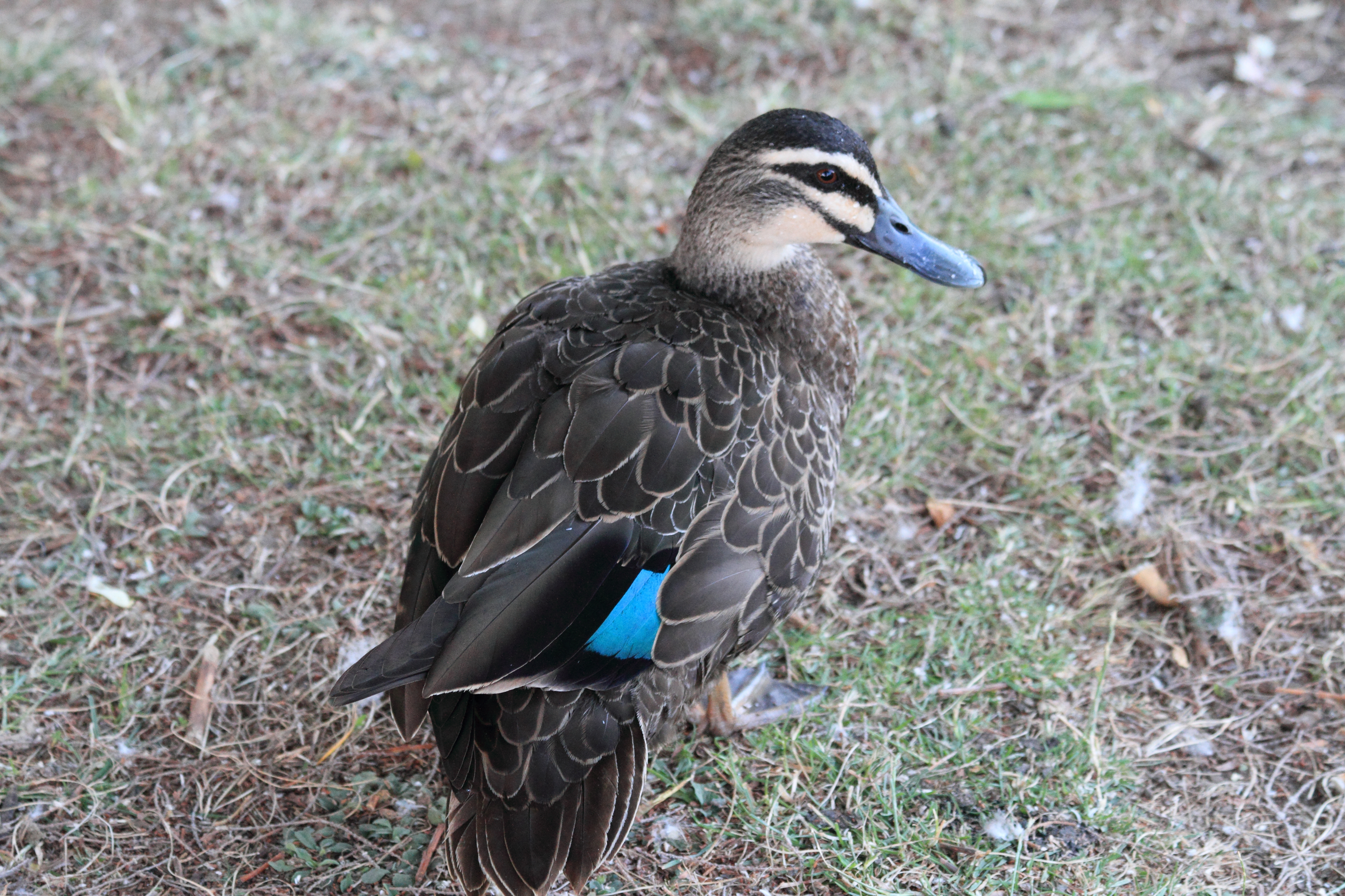 Public for Pacific Black Duck #21