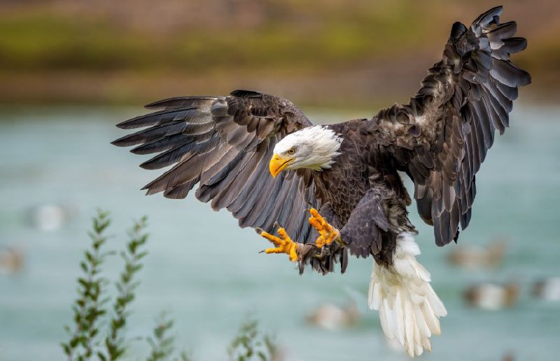 Front for Eagle