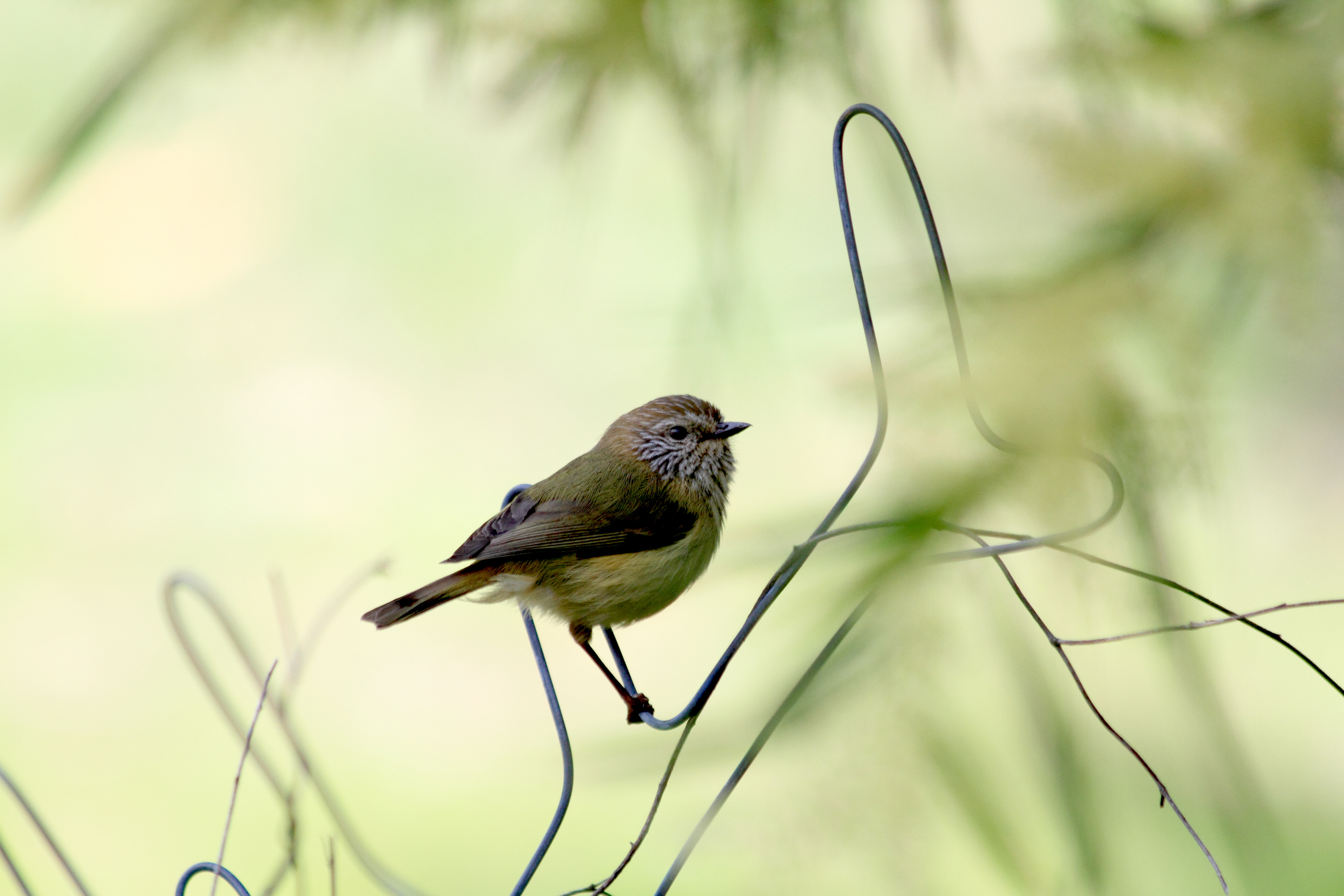 Public for Striated Thornbill #19