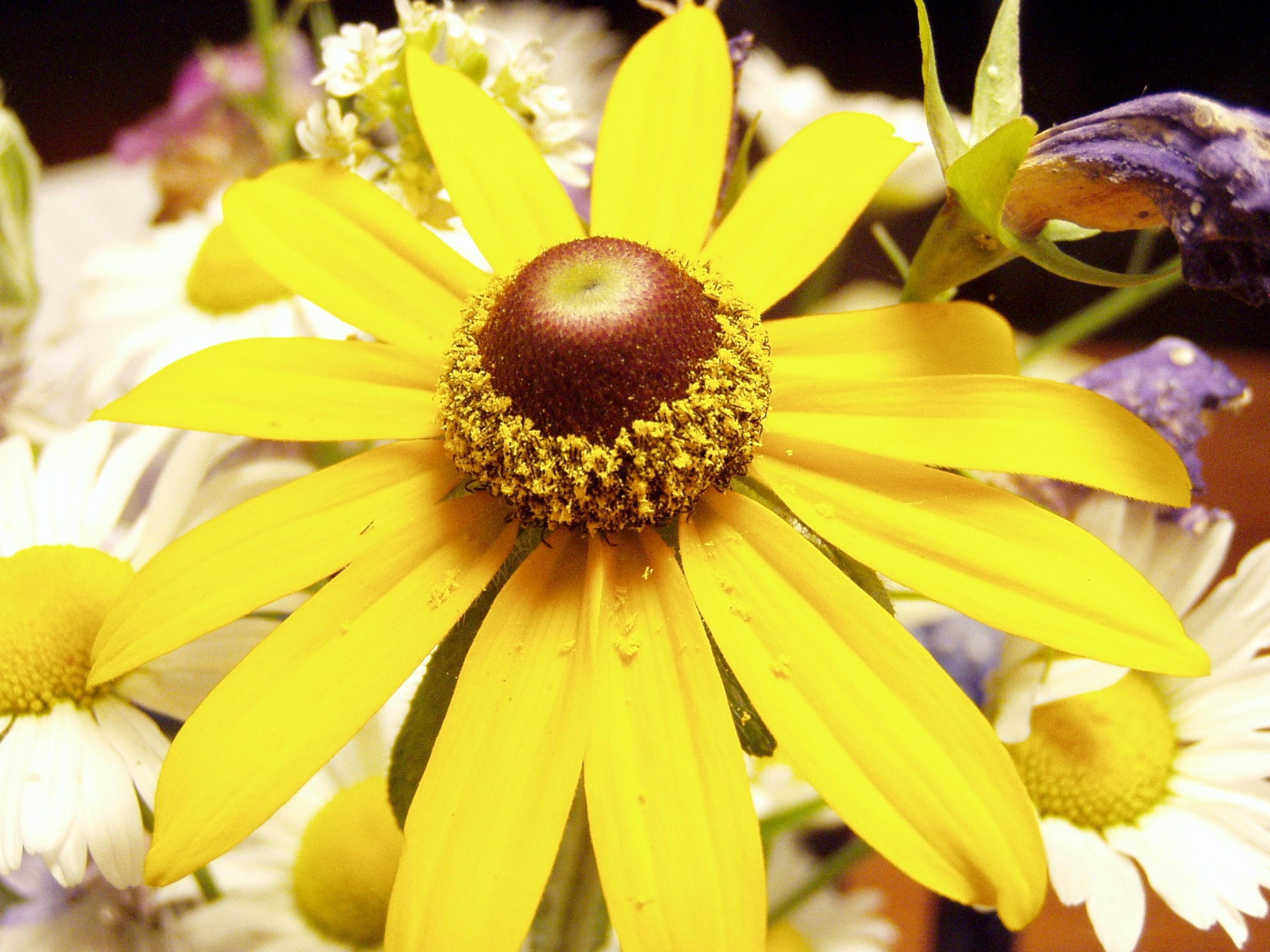 Front for Pollen Flower