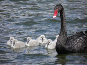 Front for Black Swan #1