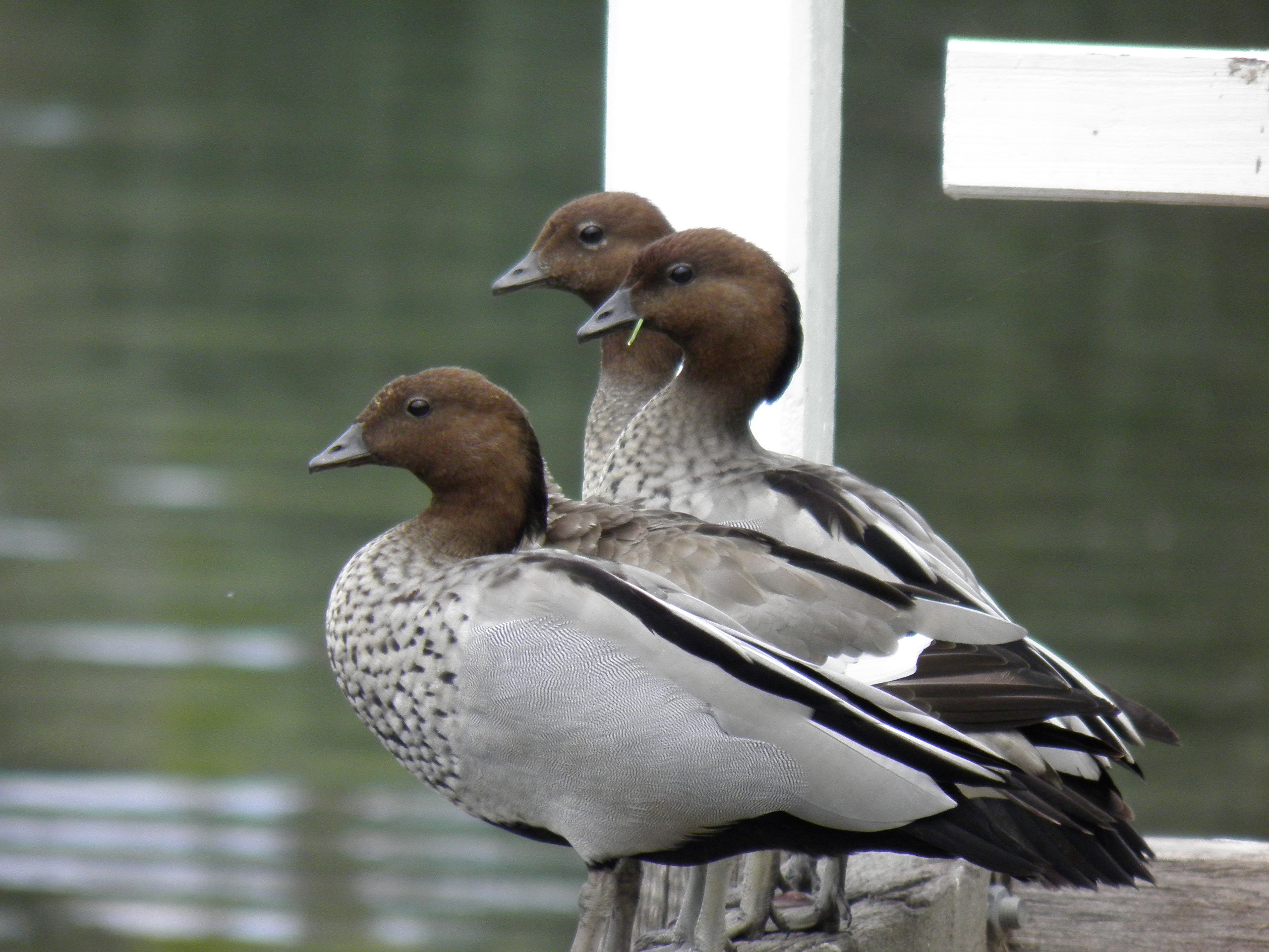 Front for Australian Wood Duck #18