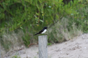 Front for Willie Wagtail #15