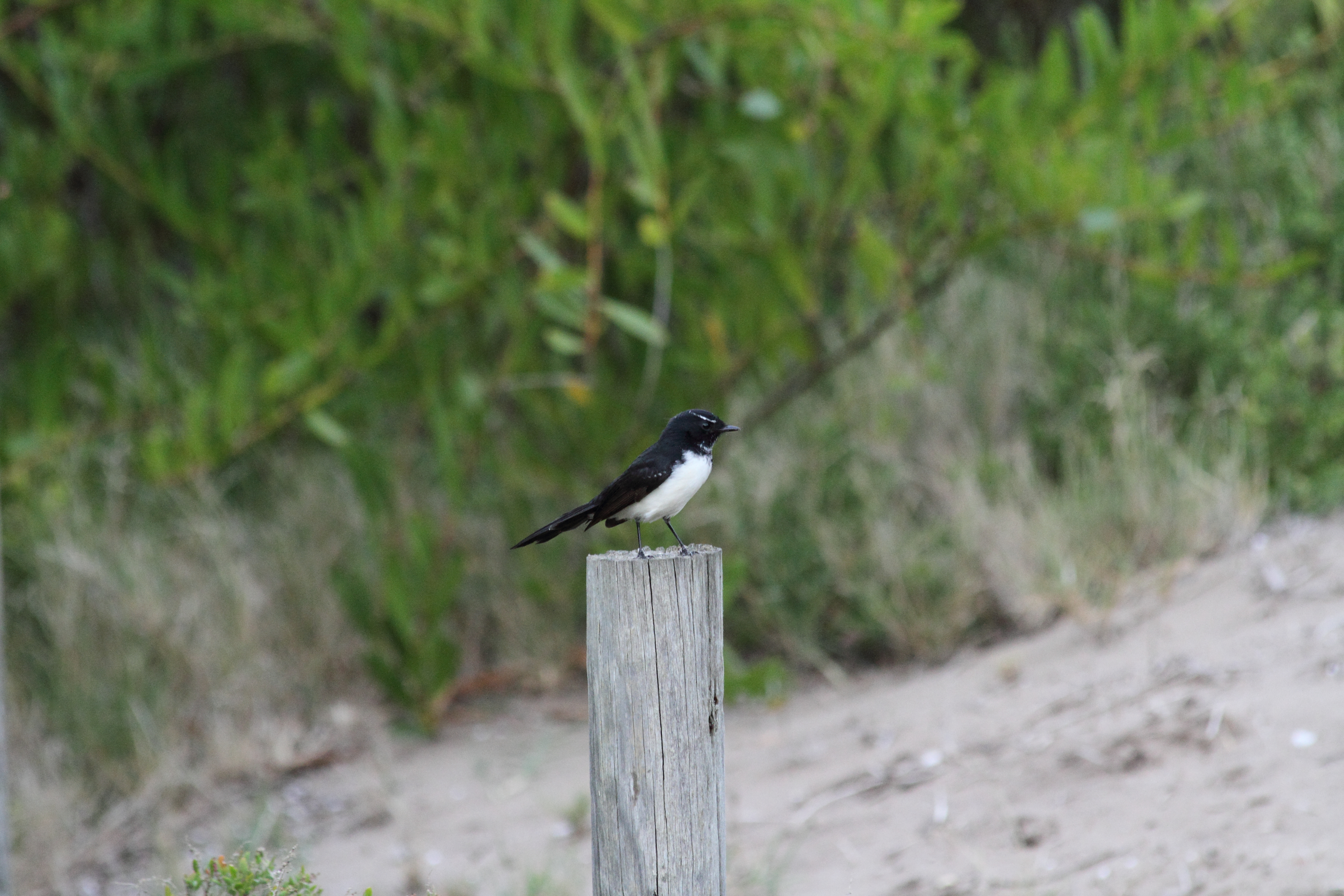 Public for Willie Wagtail #15