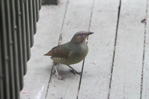Front for Satin Bowerbird #9