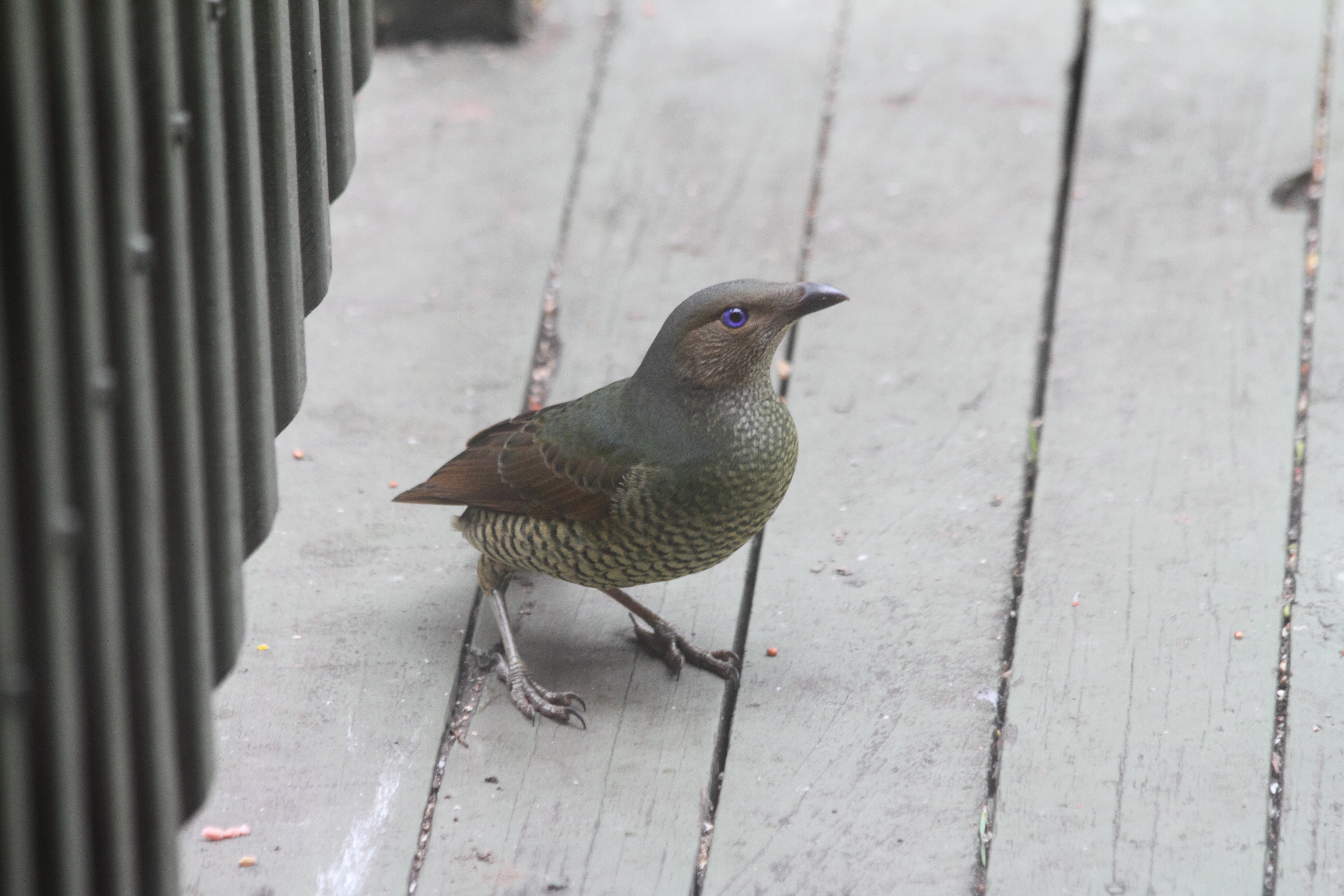 Public for Satin Bowerbird #9