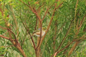 Front for Silvereye #5