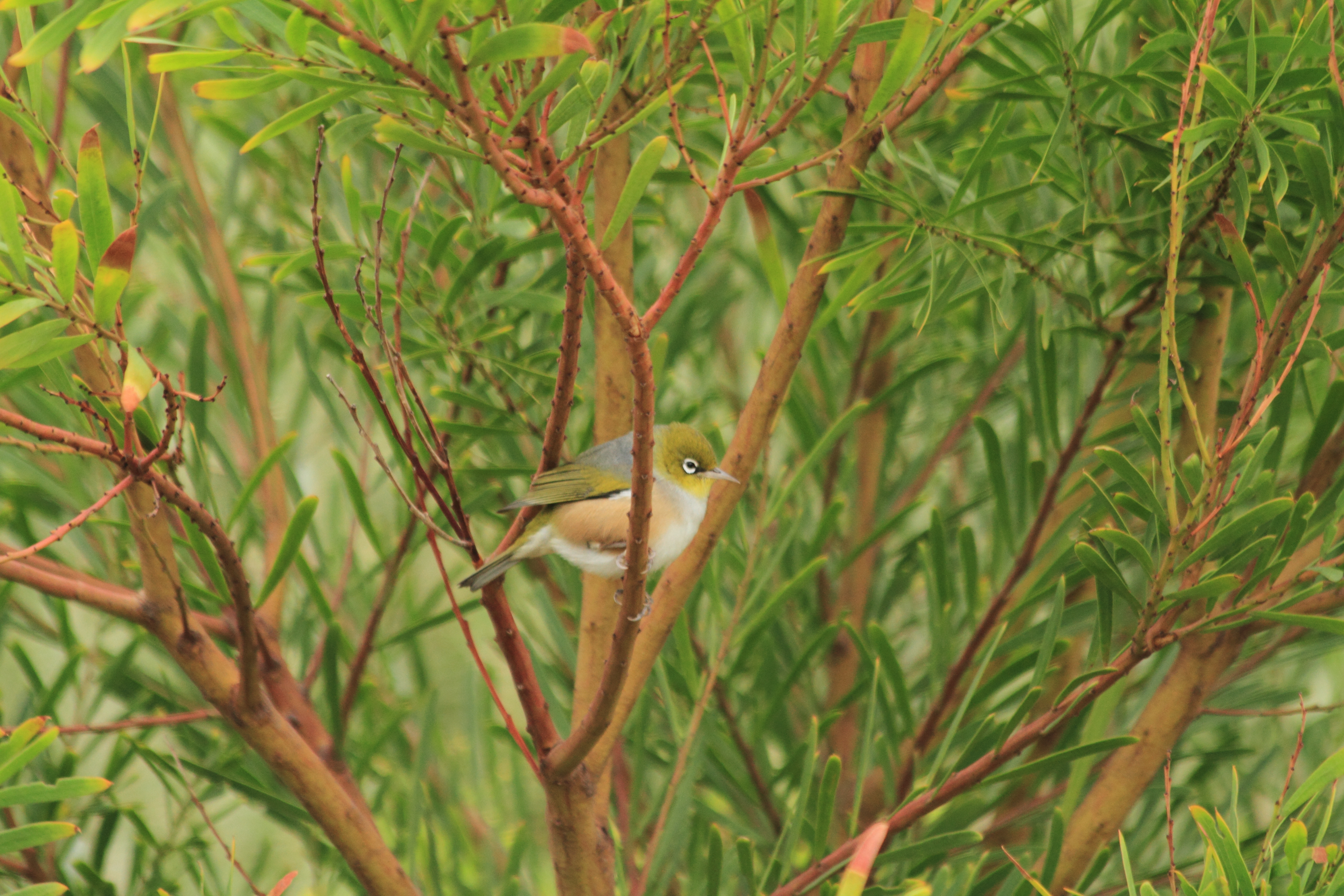 Public for Silvereye #5