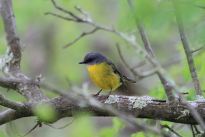 Front for Eastern Yellow Robin #8