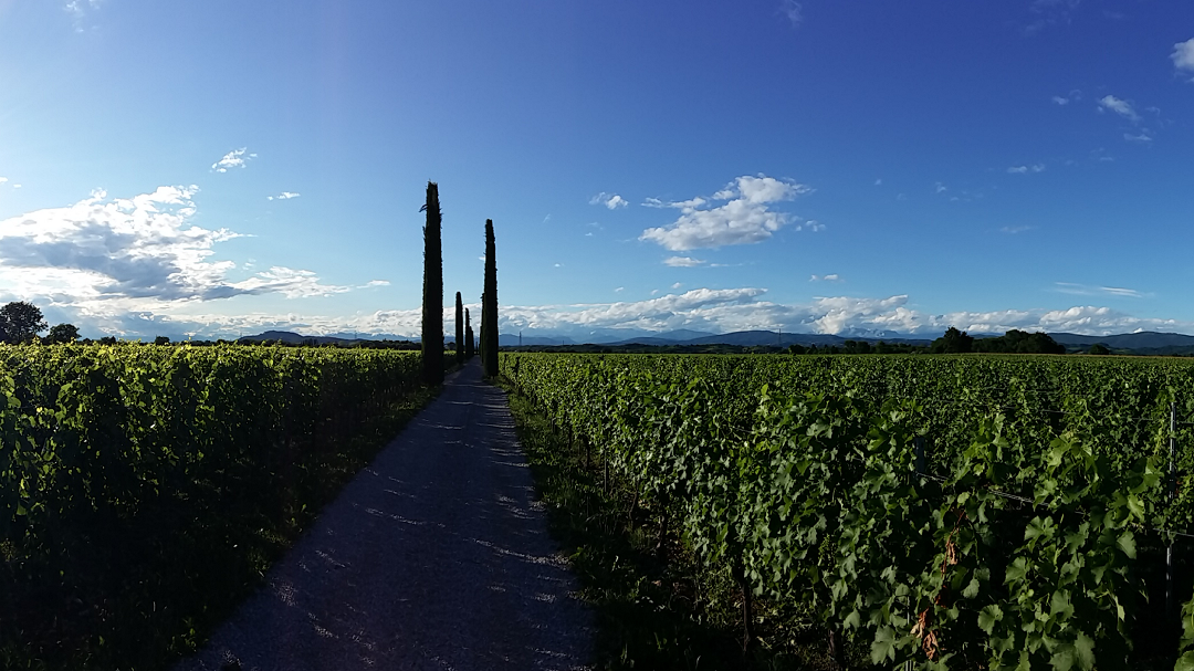 Front for Vineyards near Farra d'Isonzo