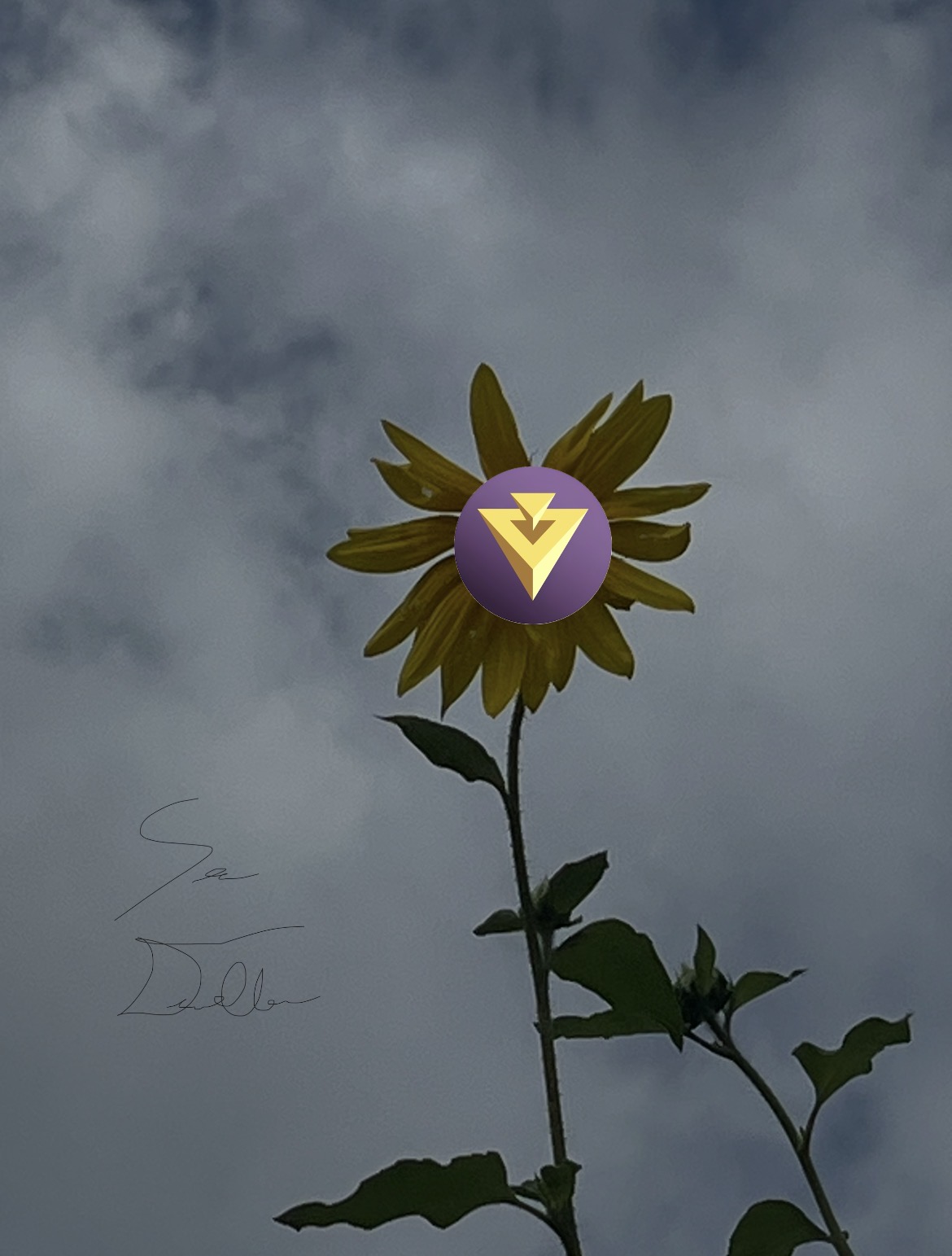 Front for  sunflower in the sky