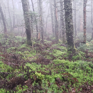 Front for Mt Cabot New Hampshire Moss