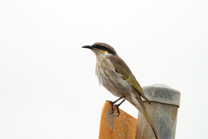 Front for Singing Honeyeater #16