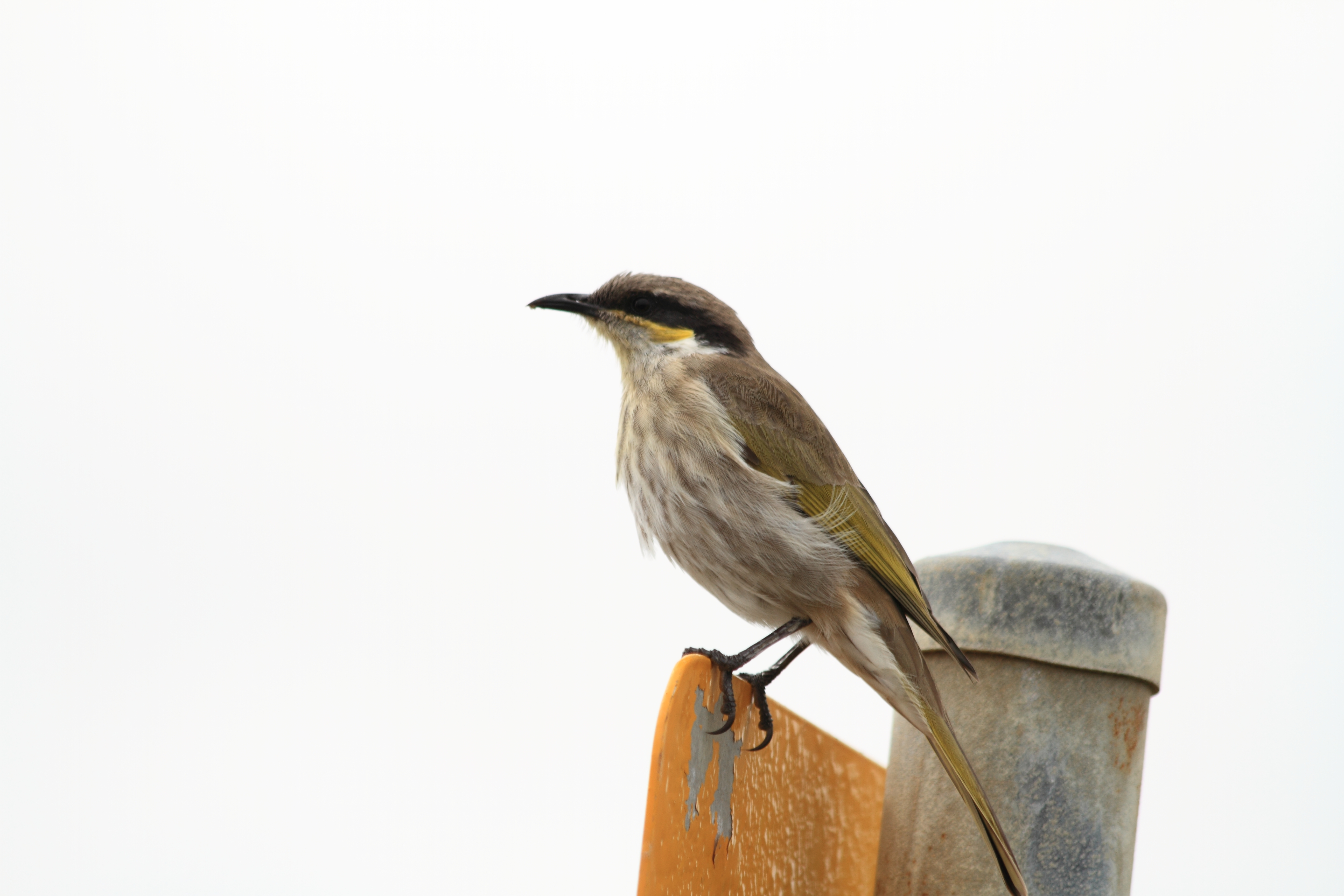 Public for Singing Honeyeater #16