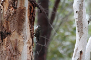Front for White-throated Treecreeper #20