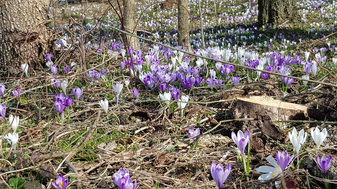 Front for Winter flowers at San Daniele del Friuli