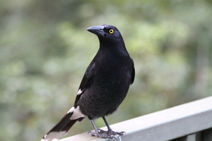 Front for Pied Currawong #14